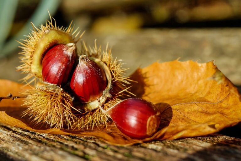 The Health Benefits of Ancient Grains and Seeds